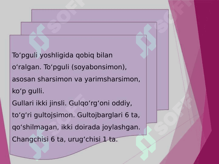 Piyozdoshlar oilasi 3