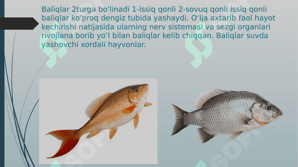 Karpsimon baliqlar sistematikasi 4