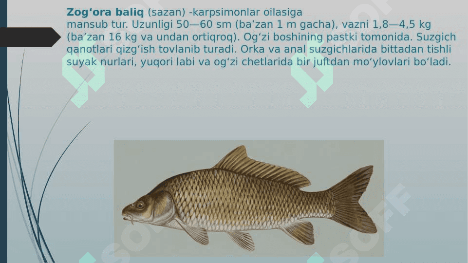 Karpsimon baliqlar sistematikasi 8