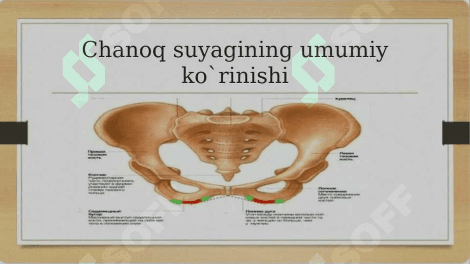Chanoq va oyoq suyaklarining yoshga nisbatan xususiyatlari.Sport va mehnat faoliyatini chanoq va oyoq suyaklarigata'siri, rivojlanish nuqsonlari Kalla suyaklariningrentgenanatomiyasi 3