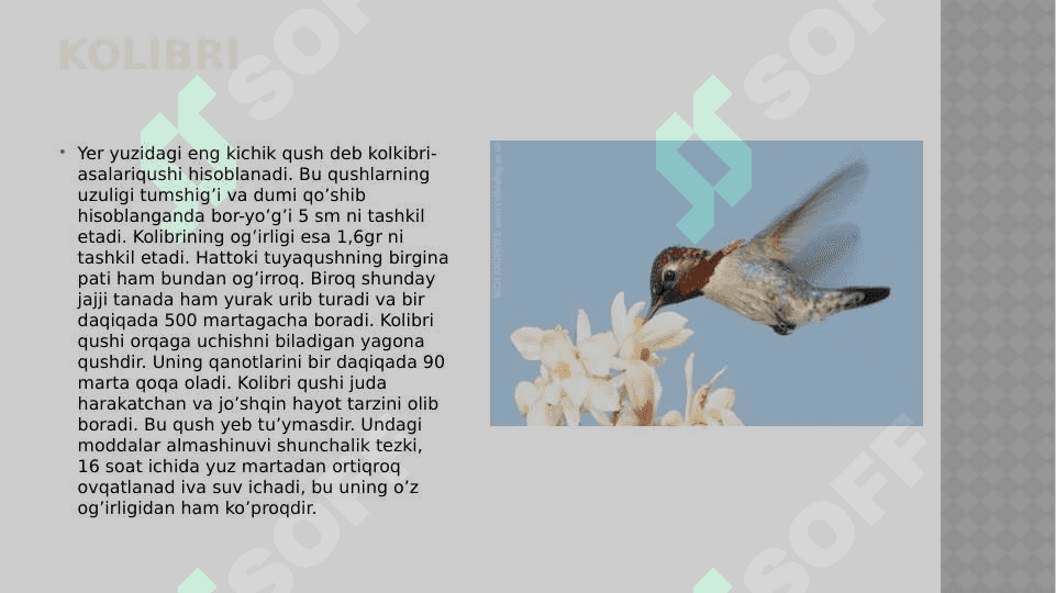Noyob va  soni kamayib borayotgan qushlar, ularni muhofaza qilish 4