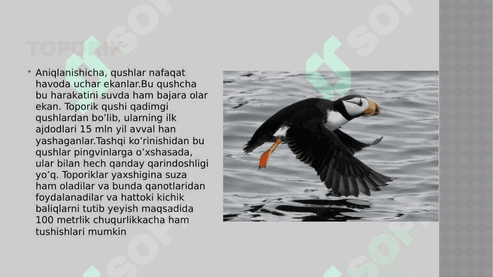 Noyob va  soni kamayib borayotgan qushlar, ularni muhofaza qilish 7