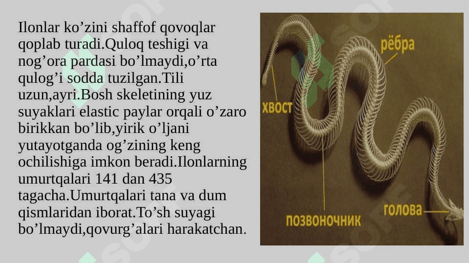 Ilonlarning tuzilishi,hayot kechirishi  Reja: 1.Ilonlar tashqi tuzilishi haqida 2.Ilonlarning ichki tuzilishi haqida 3.Ilonlarning xilma-xilligi 4
