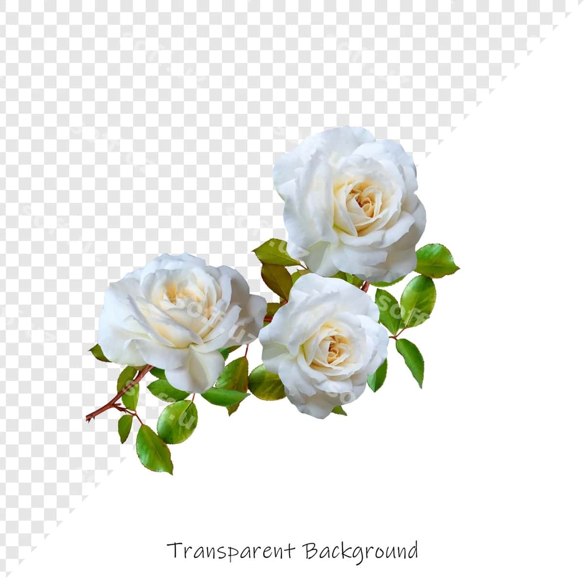 Gullar shaffof fonda | Flowers with transparent background 1