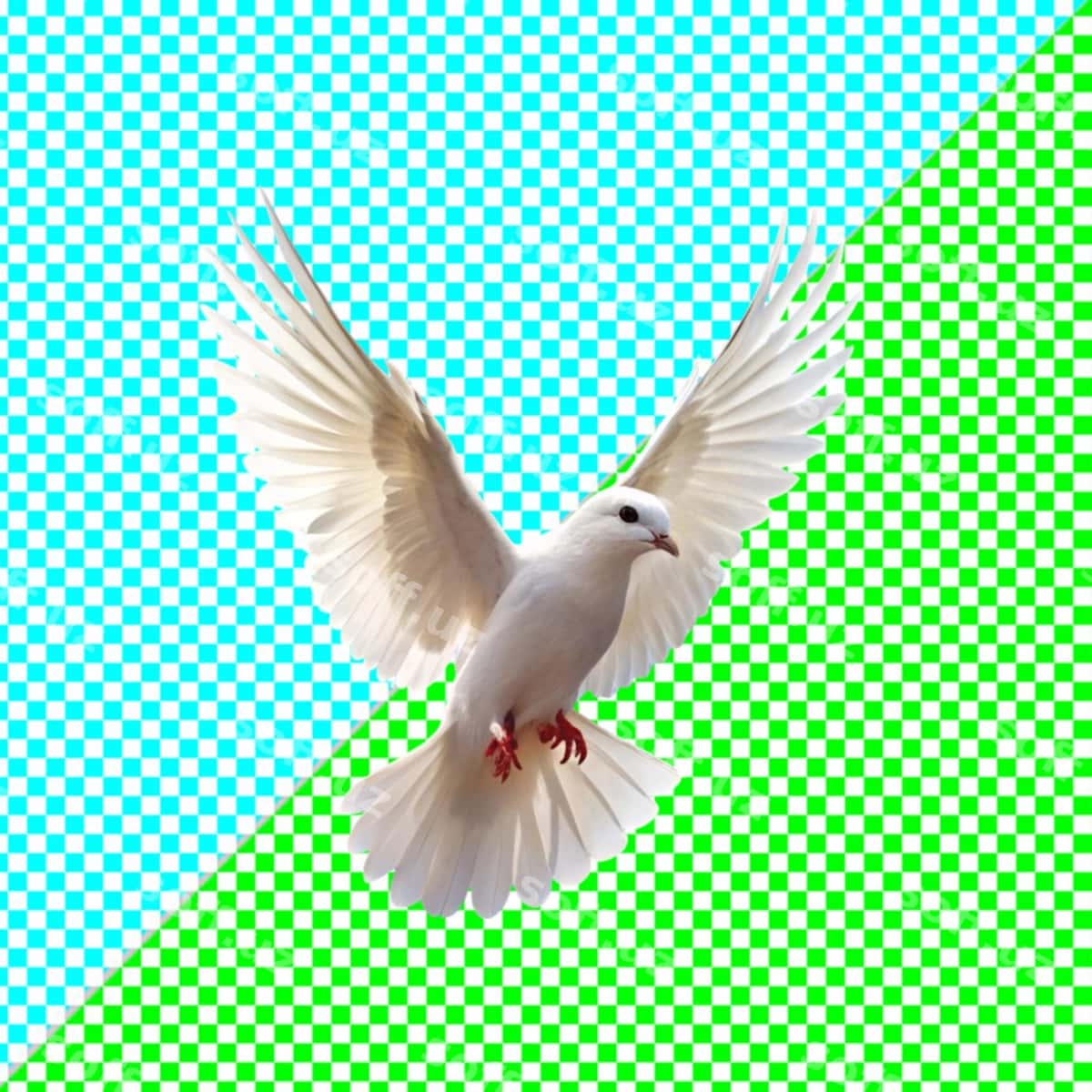 Uçuvchi qush shaffof orqa fon | Flying dove transparent background 1