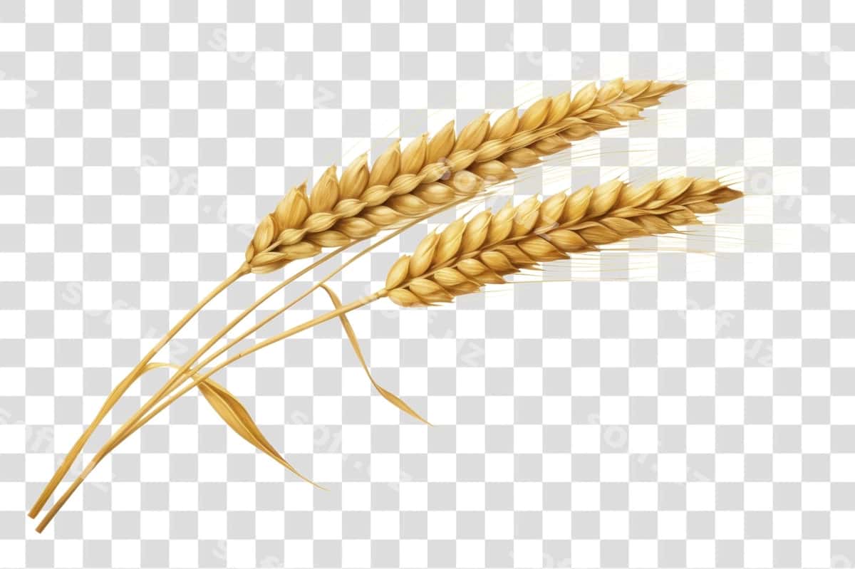Oltin buğday qoʻriqlari ajraltirilgan orqa fonda | Golden wheat ears isolated background 1