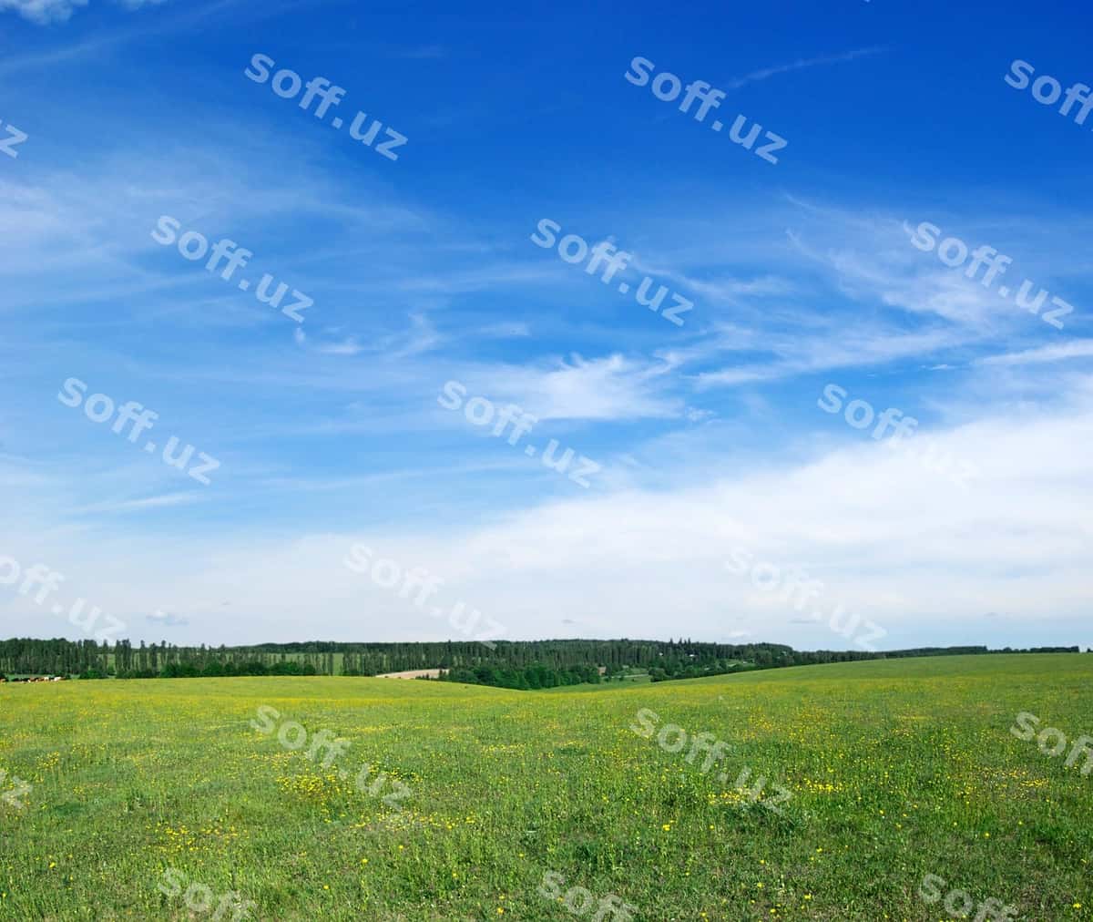 Yashil maydon ko'k osmon | Green field blue sky 1