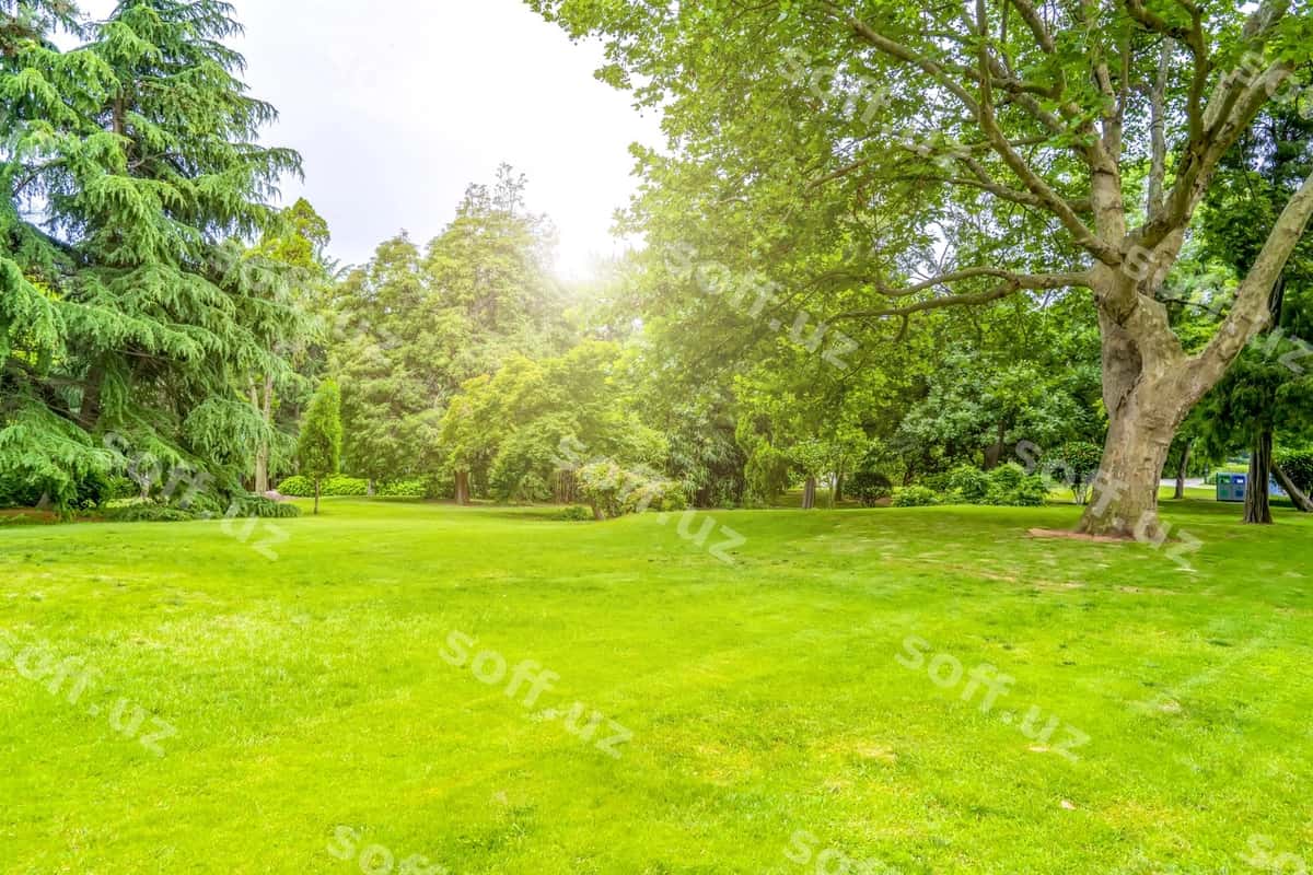 Yashil yashil olovchi parki | Green green forest park 1