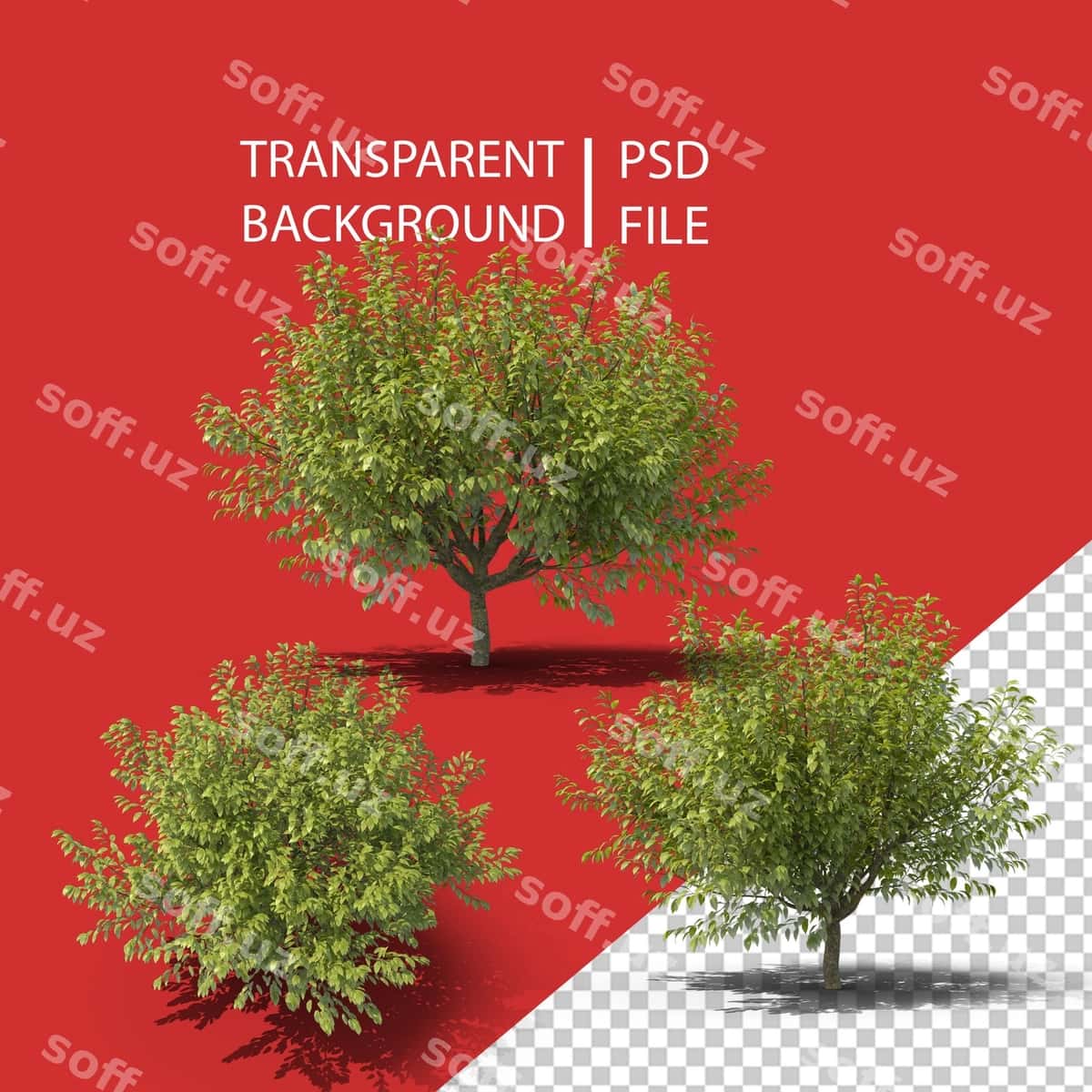 Girji png | Hackberry png 1