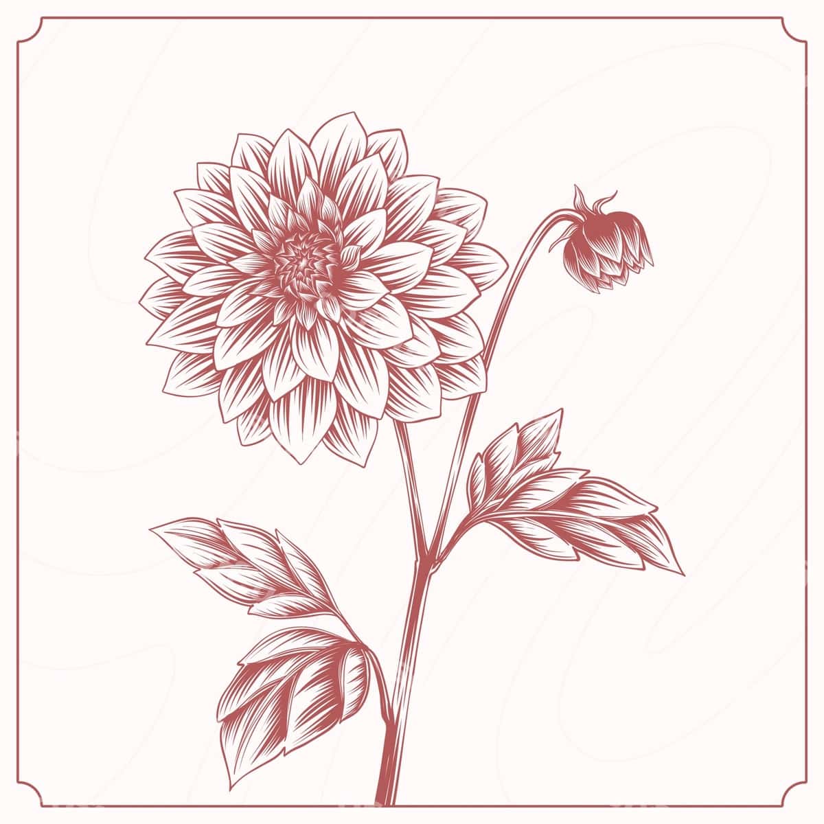 Qoziq aytdan chizilgan dahlia chizmasi illustratsiyasi | Hand drawn dahlia drawing illustration 1