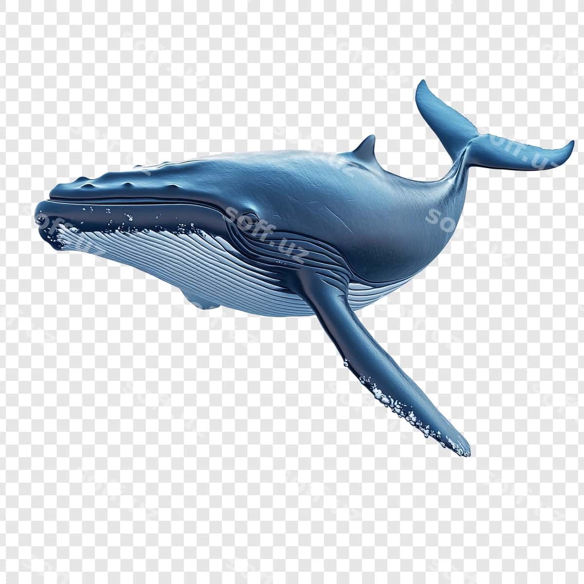 Boshqotirma balina quvir yaratilgan chuqur | Humpback whale majestic creature deep 1