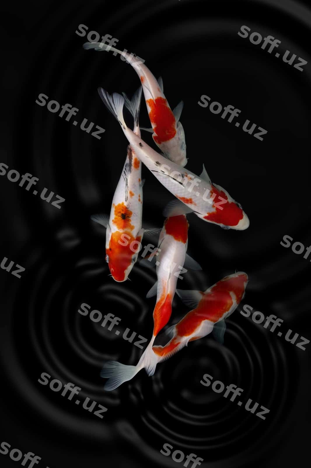 Koi qora orqa fon | Koi fish black background 1