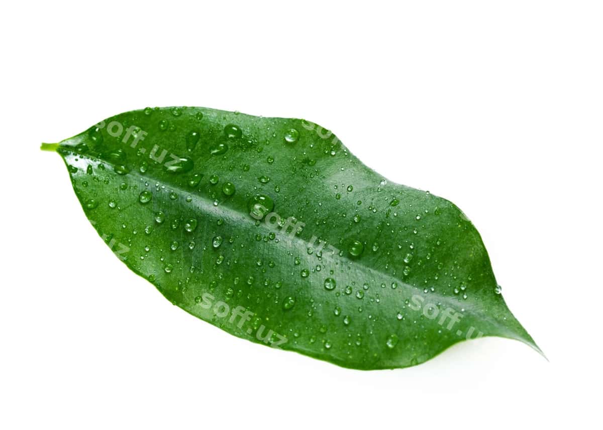 Varaq ajraltirilgan oq | Leaf isolated white 1