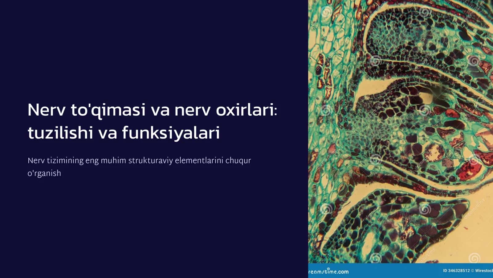 Nеrv to'qima. Nеrv oxirlari 1