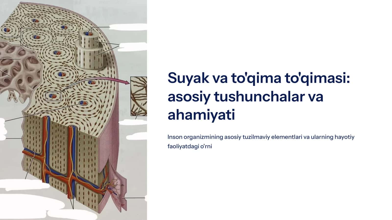 Suyak va tog’ay  to’qimasi 1