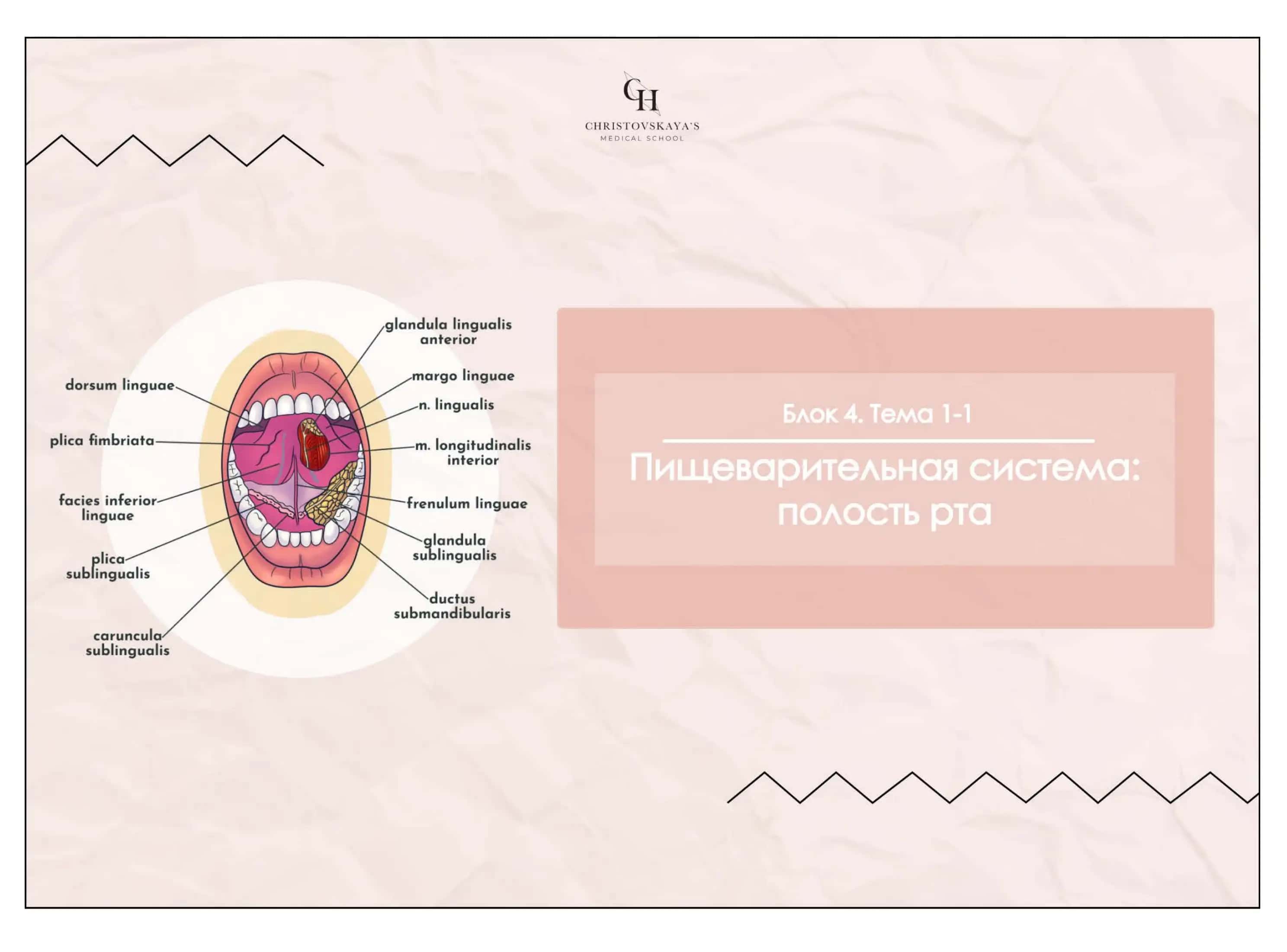 Полость рта, Губы 1