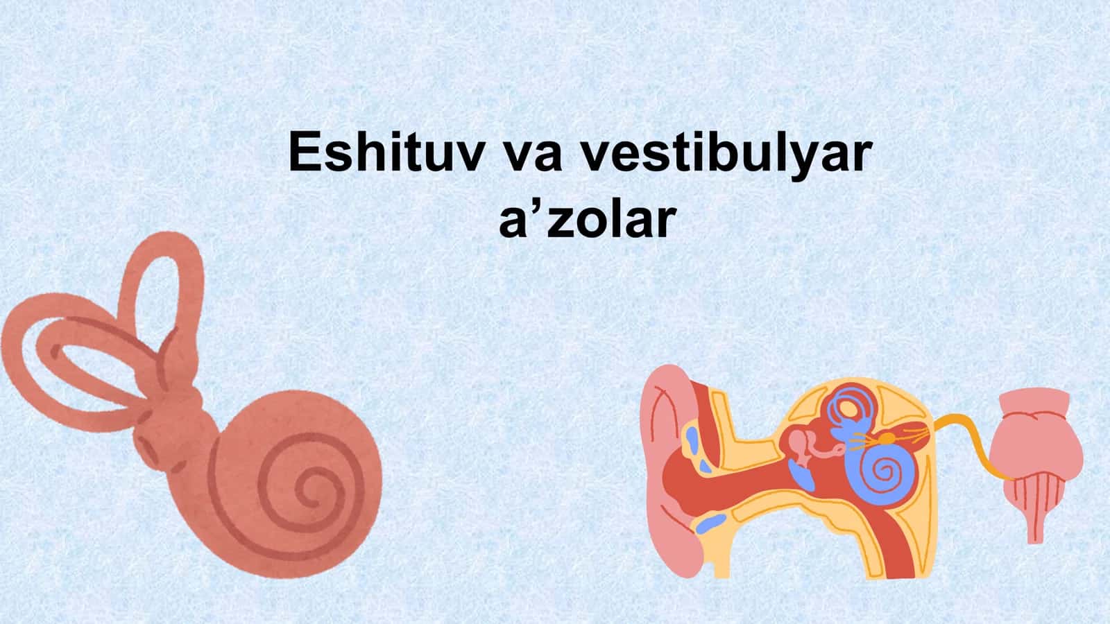 Eshituv va vestibulyar aʼzolar 1