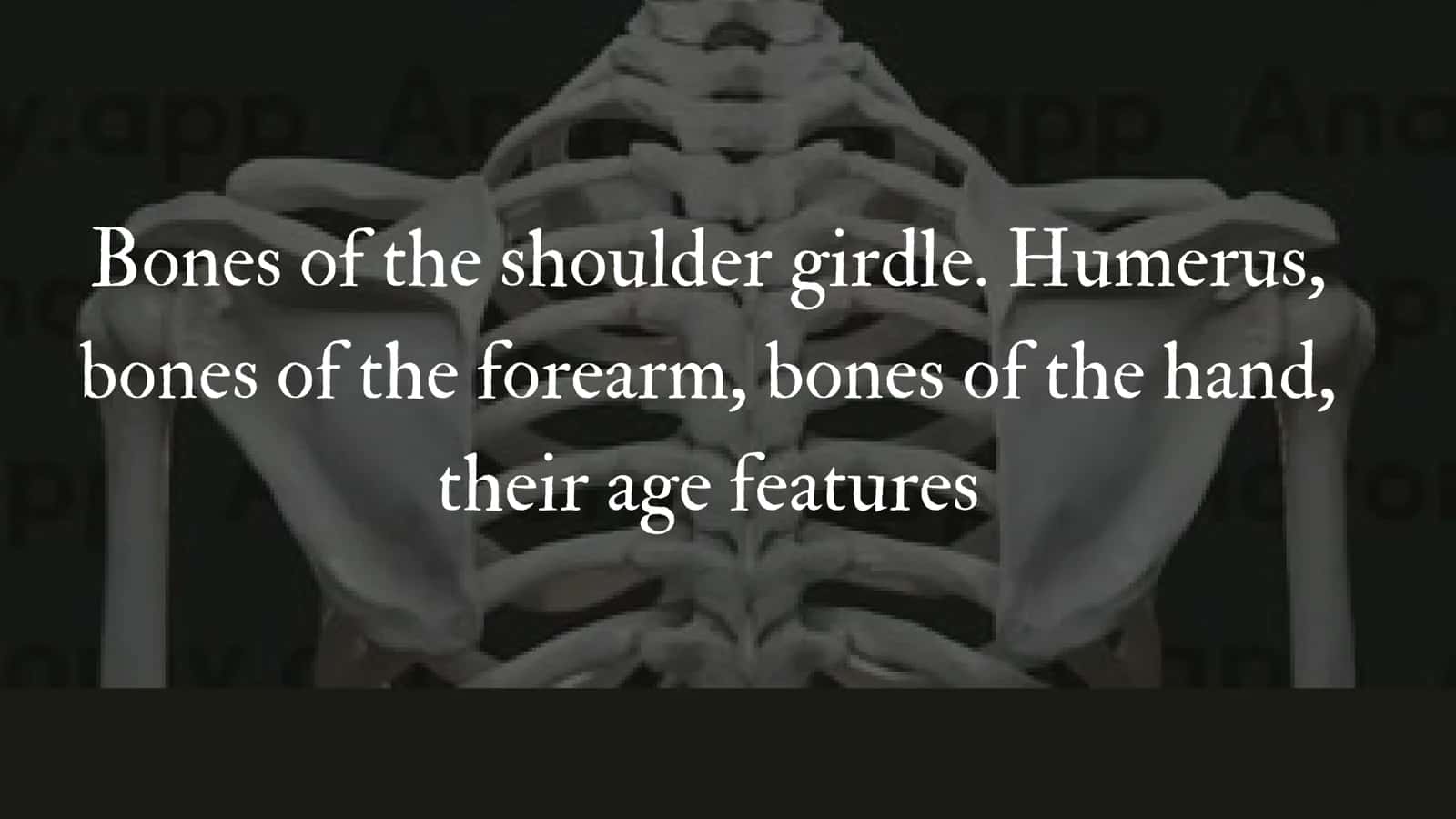 Bones of the Shoulder Girdle 1