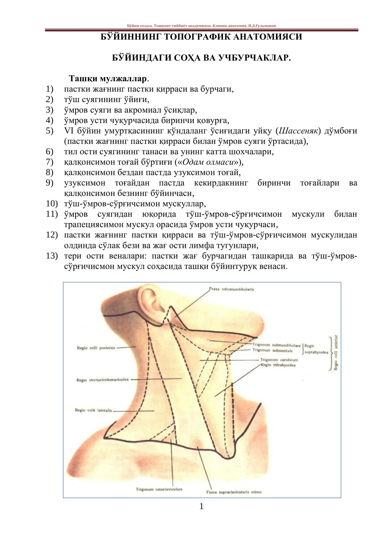 БЎЙИННИНГ ТОПОГРАФИК АНАТОМИЯСИ 1