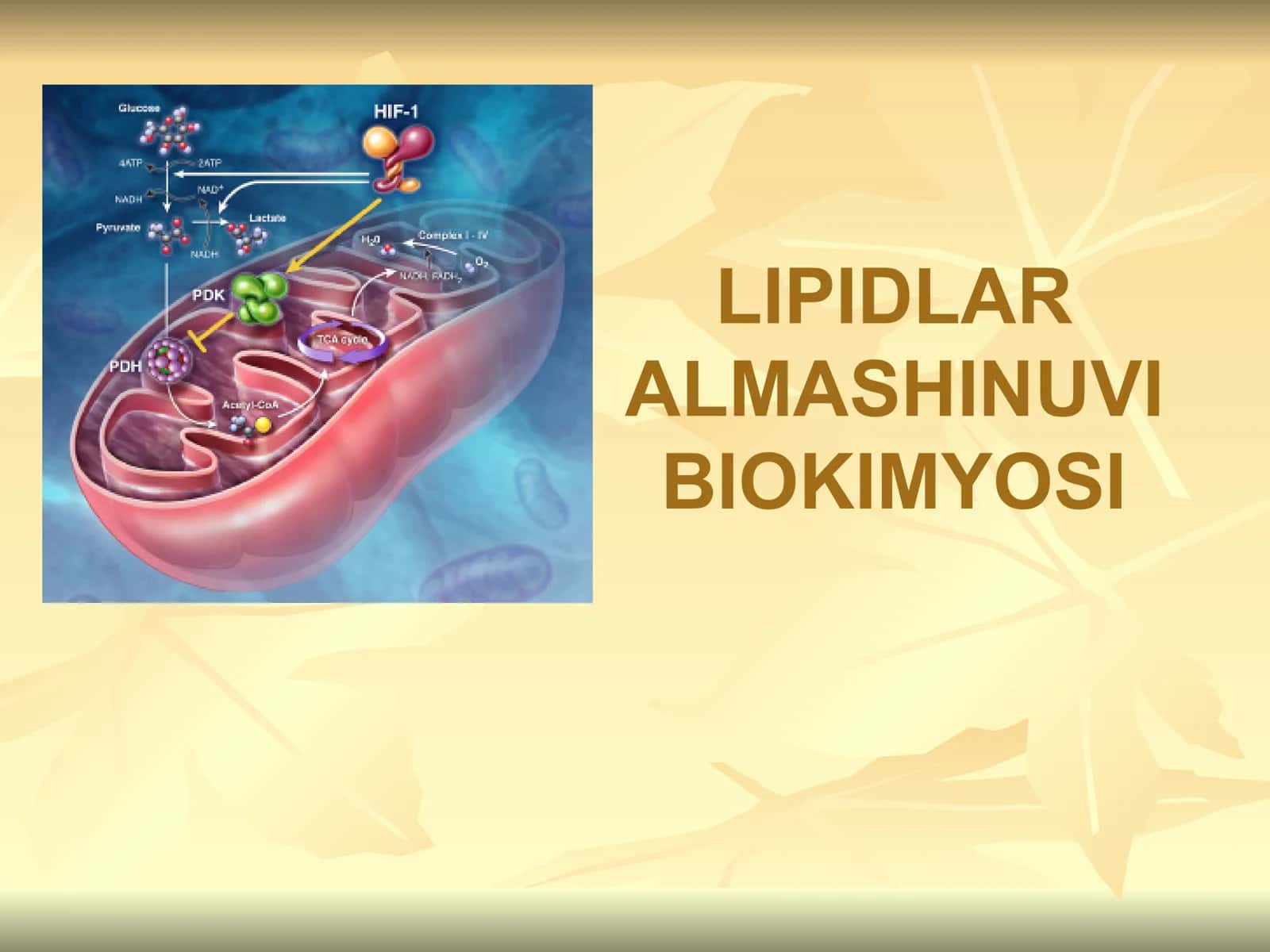 LIPIDLAR 1