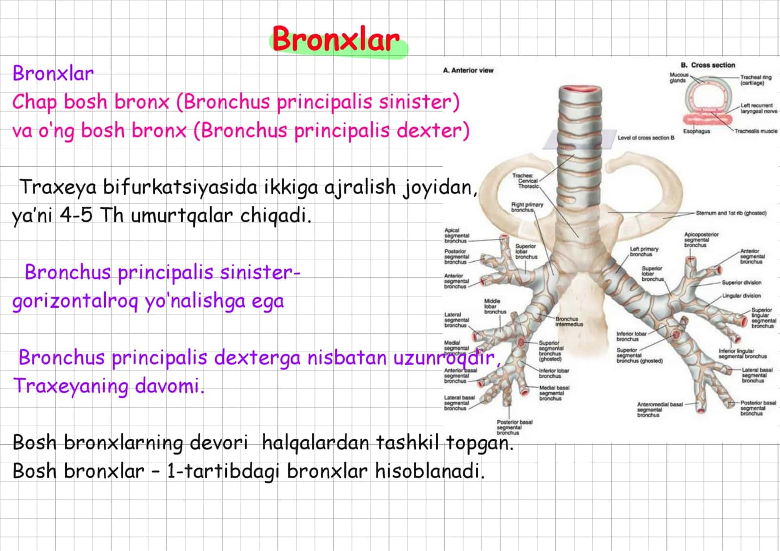 ronxlar, bronxiolalar to’liq. 1