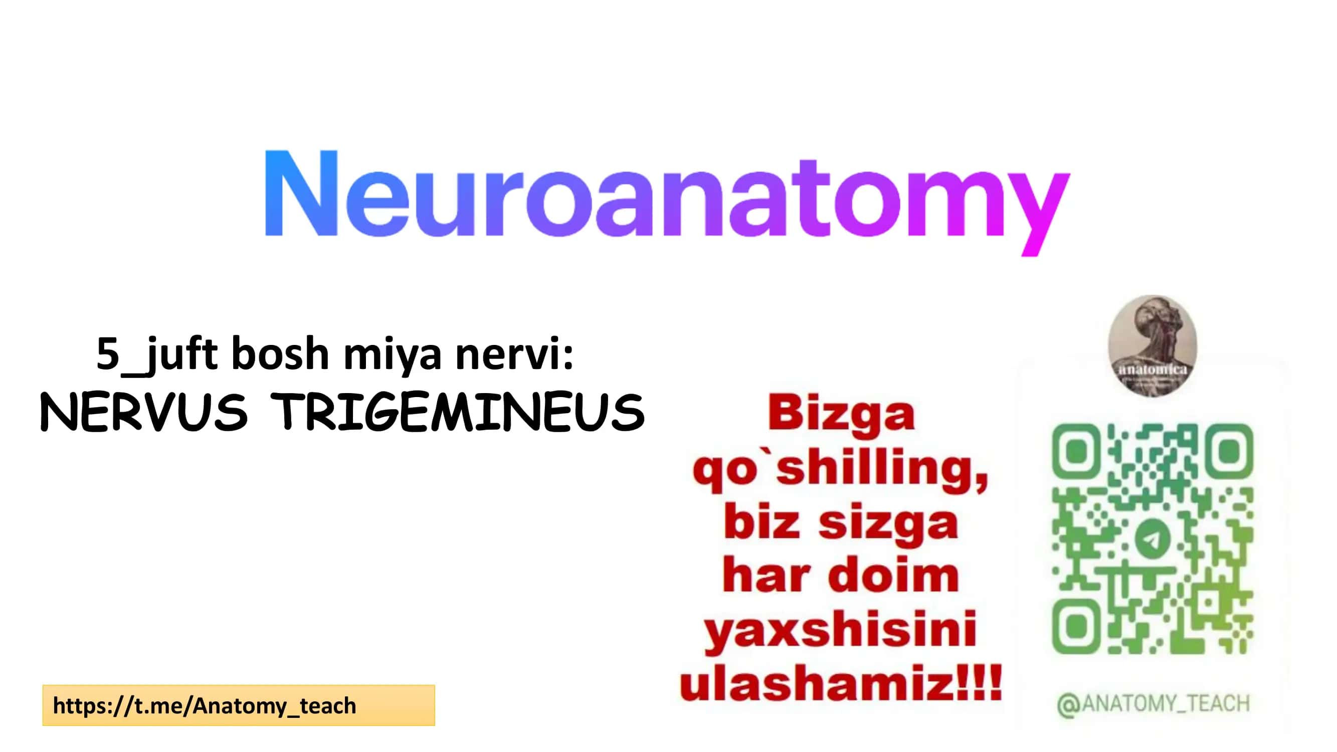 Nervus Trigemineus 1