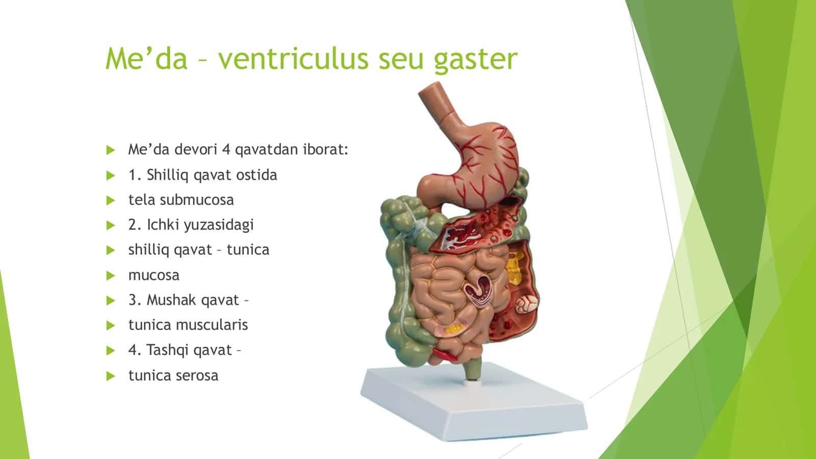 Me’da – ventriculus seu gaster 1