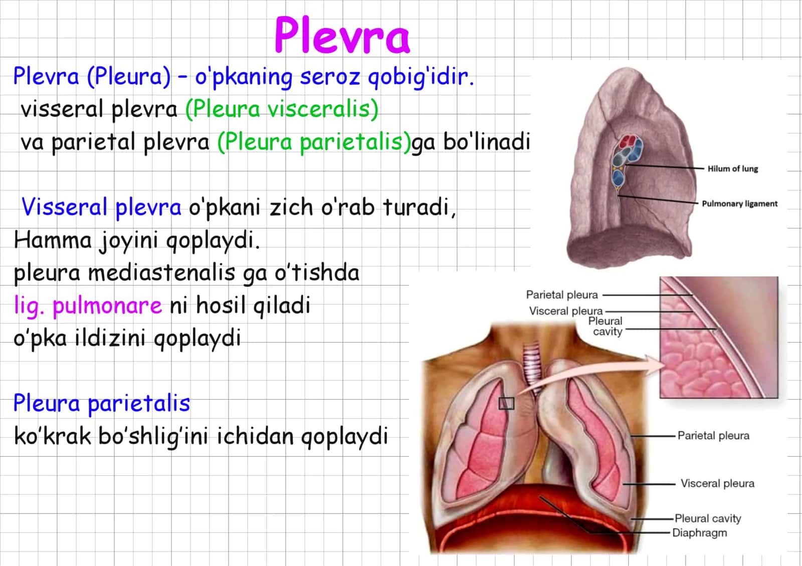 plavra, koks oraligi 1