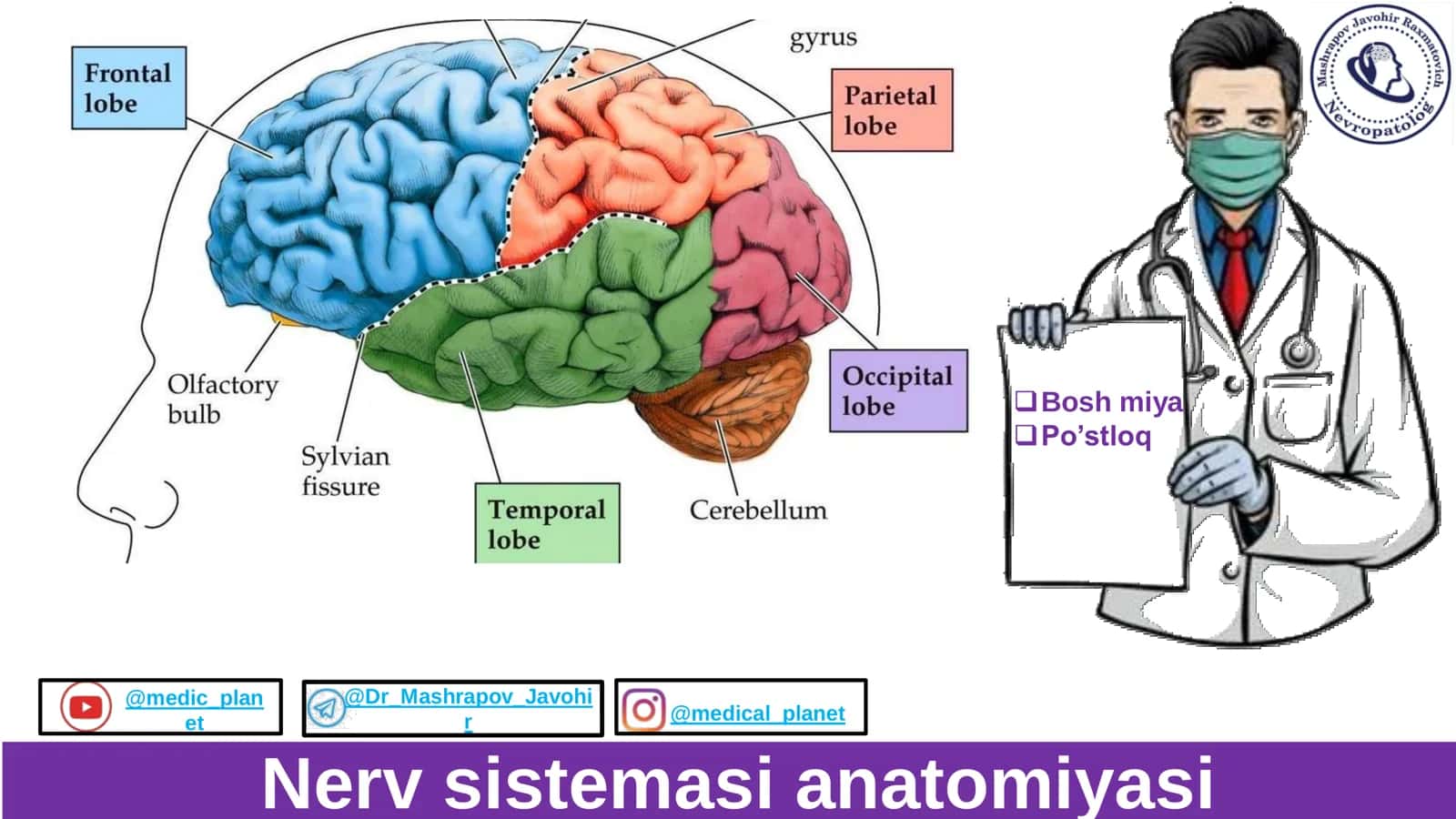 Bosh miya postlogi Anatomiyasi 1