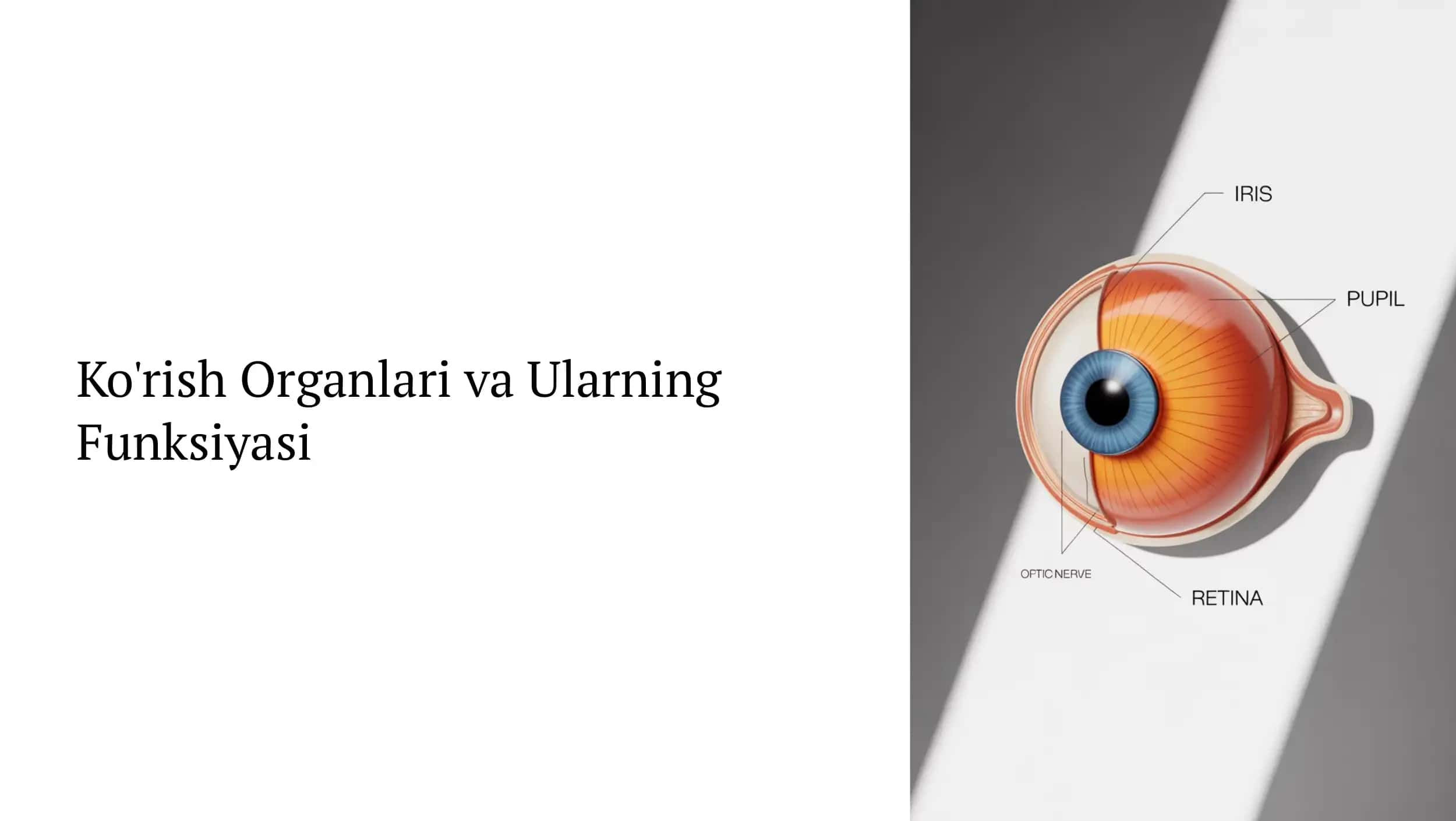 Ko'rish Organlari va Ularning Funksiyasi 1