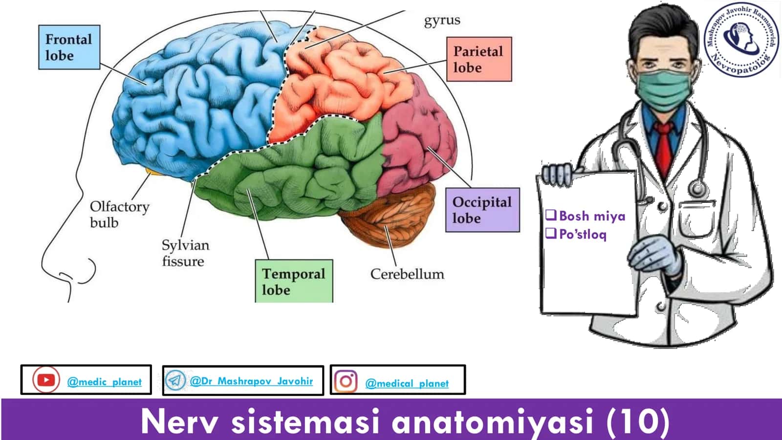 Nerv sistemasi anatomiyasi 1