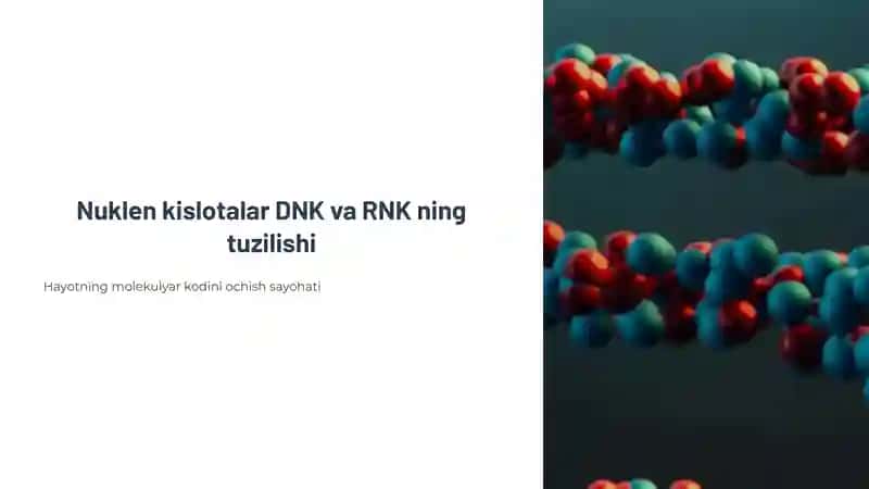 Nuklein Kislotalar Tuzilishi
