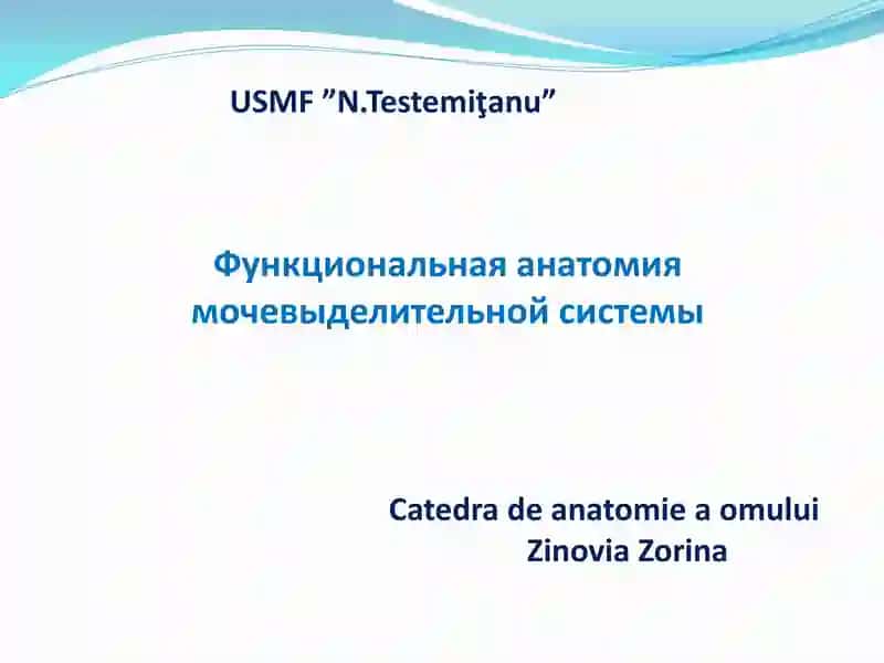 Функциональная анатомия мочевыделительной системы
