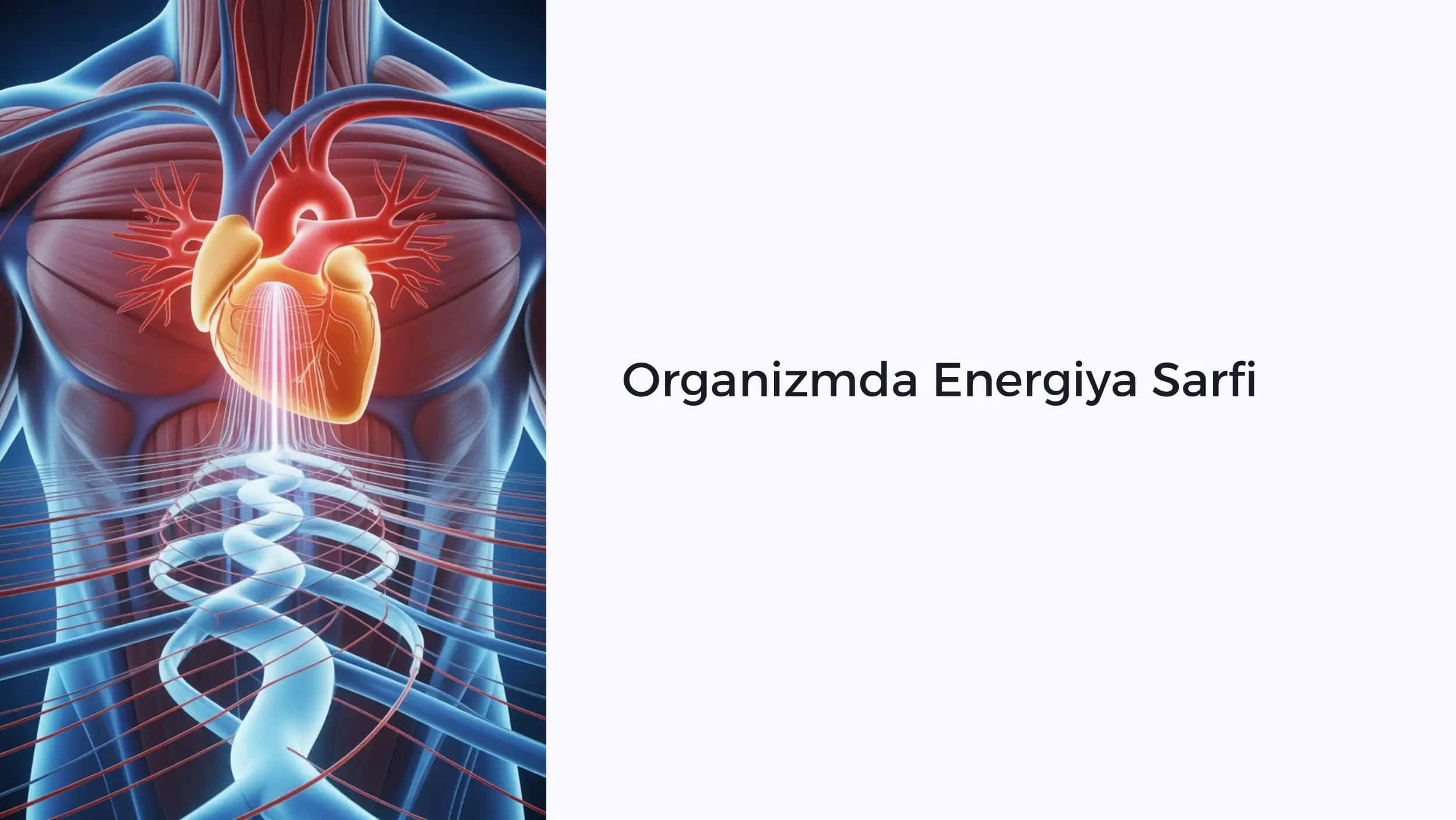 Organizmda Energiya Sarfi 1