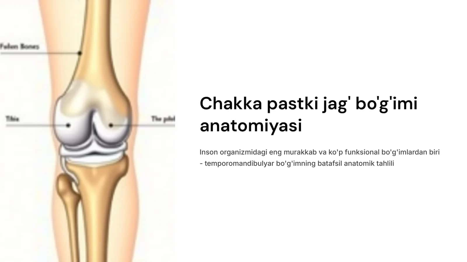 Chakka pastki jag‘ bo‘g‘imi anatomiyasi. 1