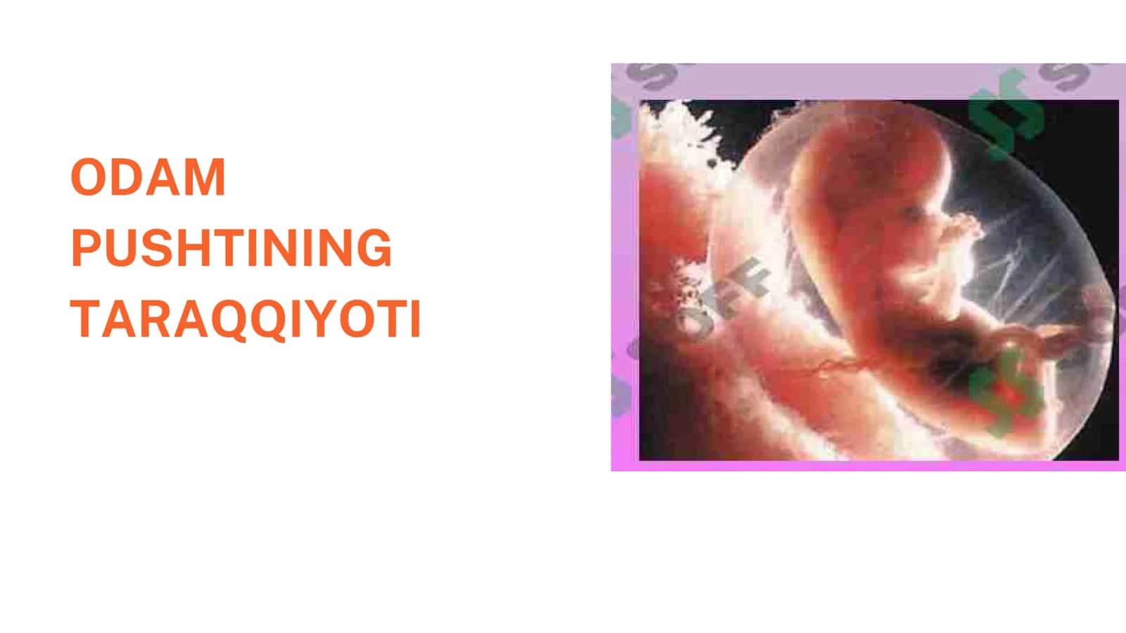 ODAM PUSHTINING TARAQQIYOTI 2