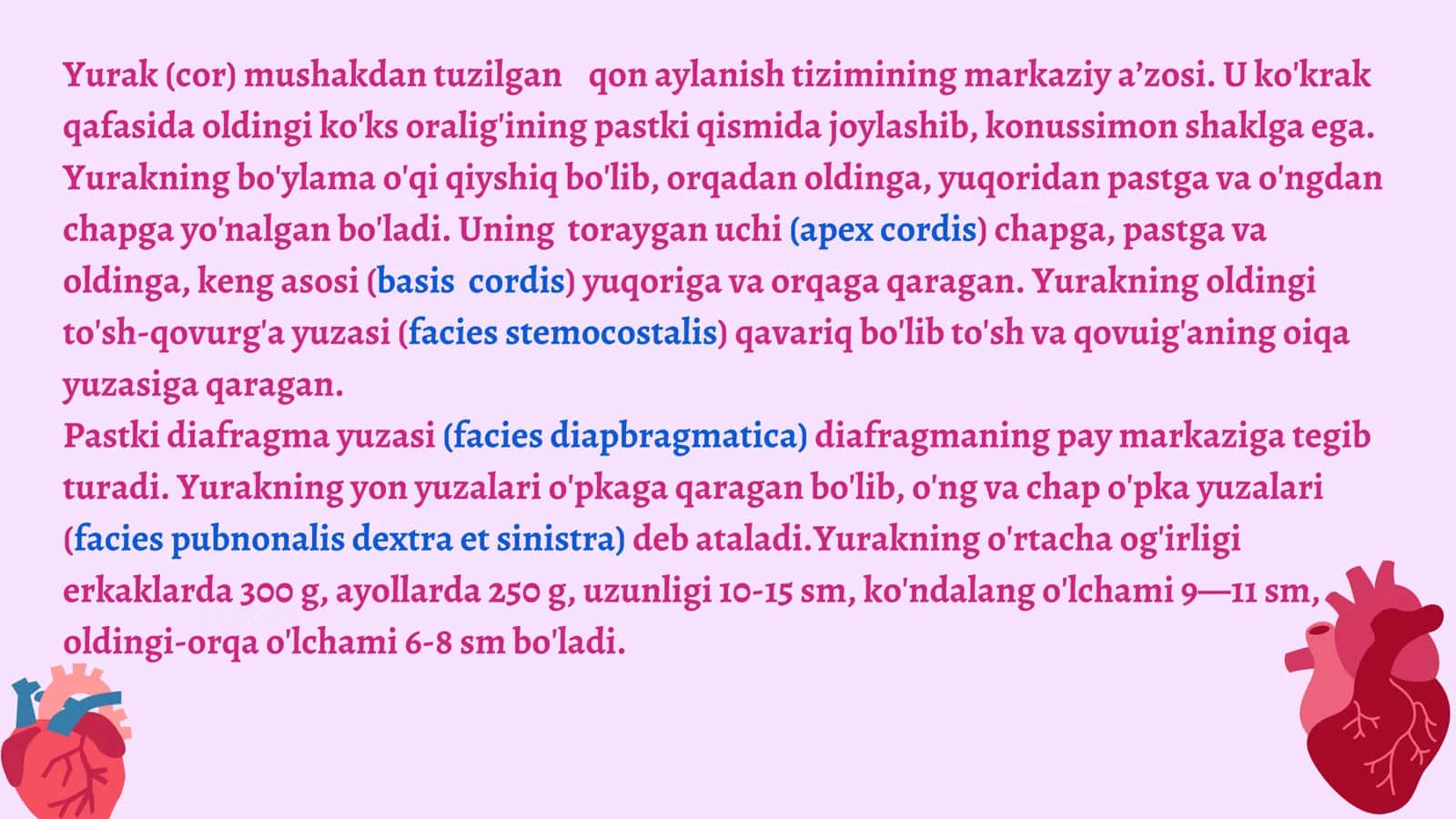 yurak anatomiyasi 2