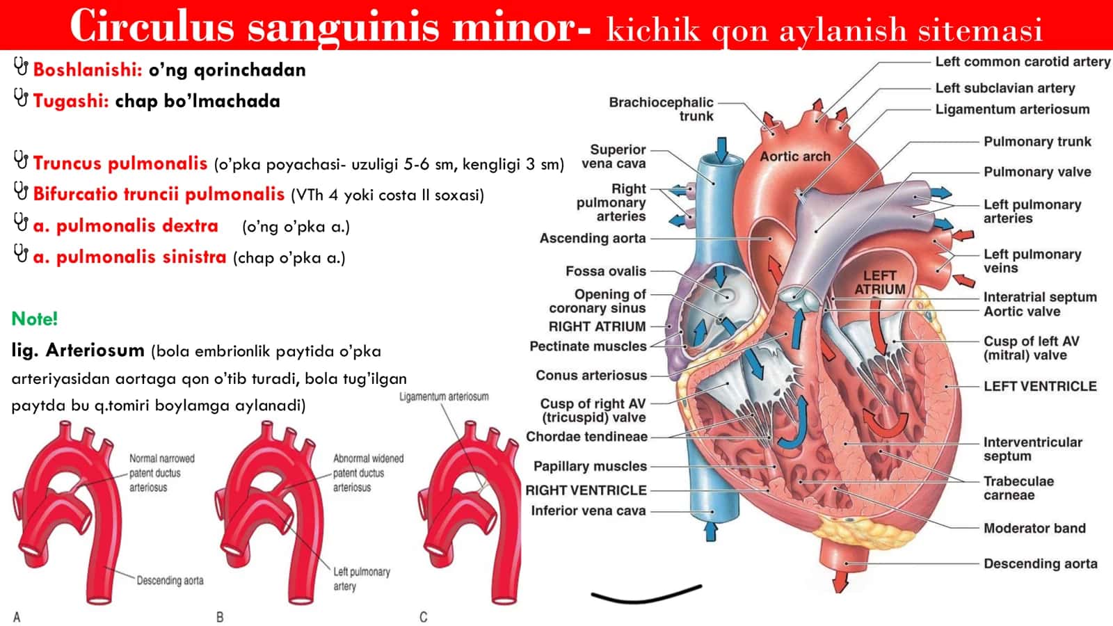 Kichik qon Aylanish Doirasi 2