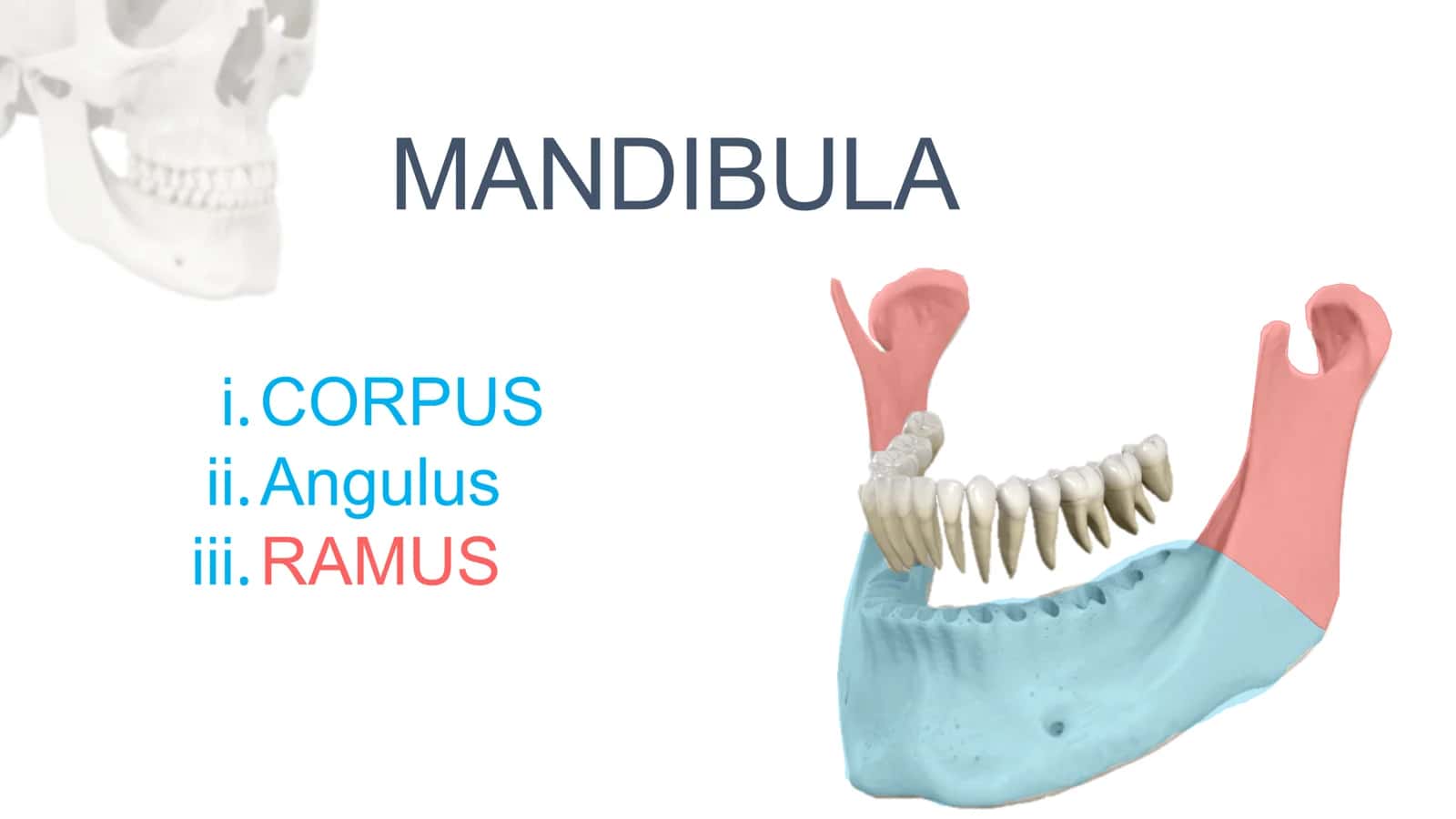 MANDIBULA 2