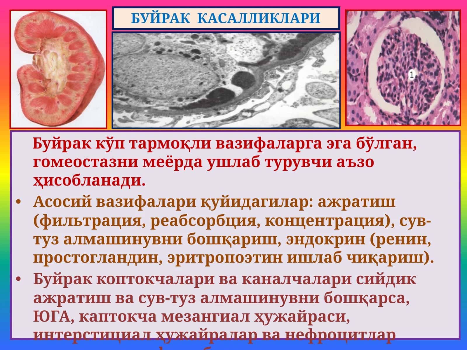 БУЙРАК КАСАЛЛИКЛАРИ 2