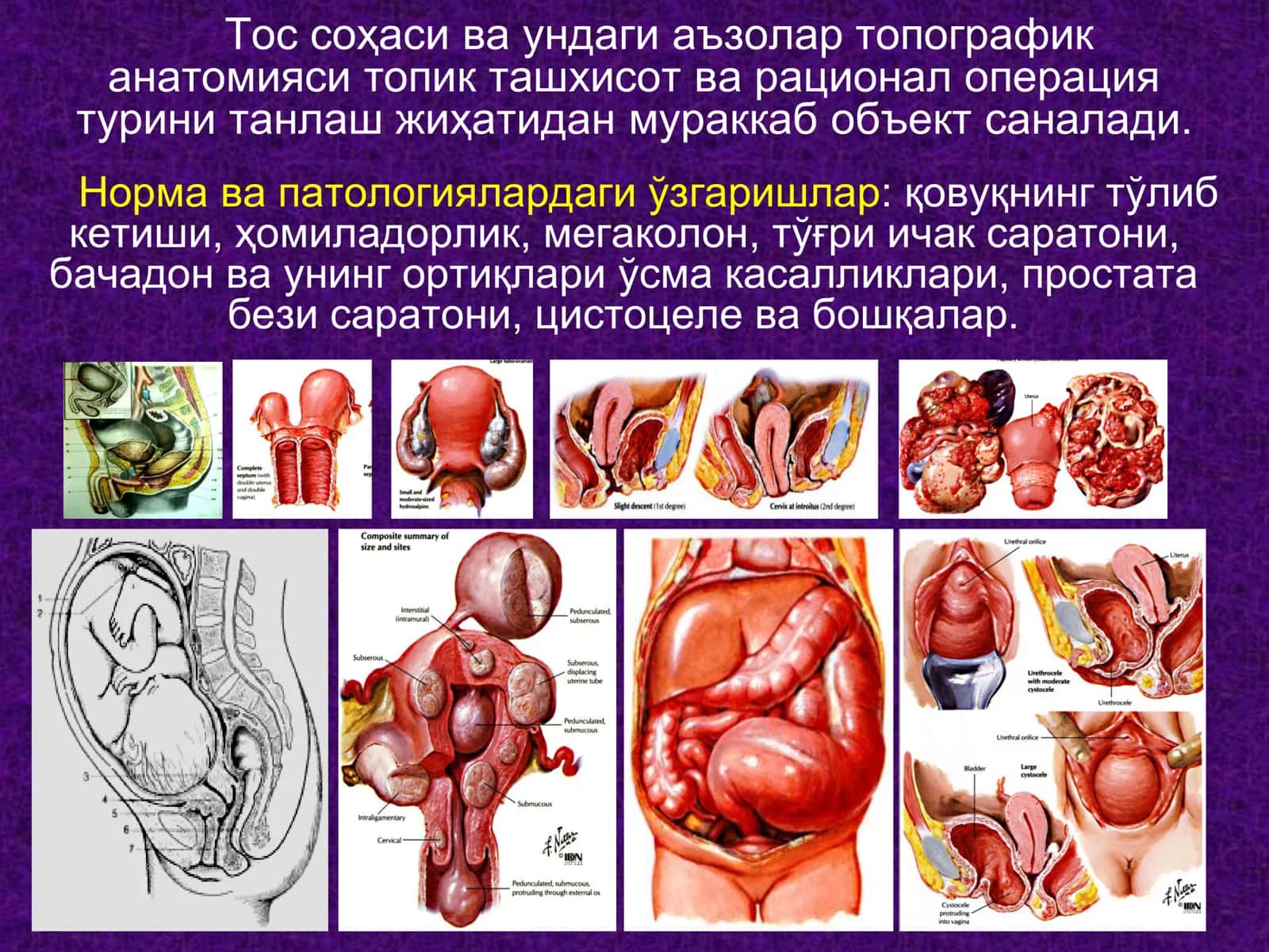 ТОС СОҲАСИ ТОПОГРАФИК АНАТОМИЯСИ 2