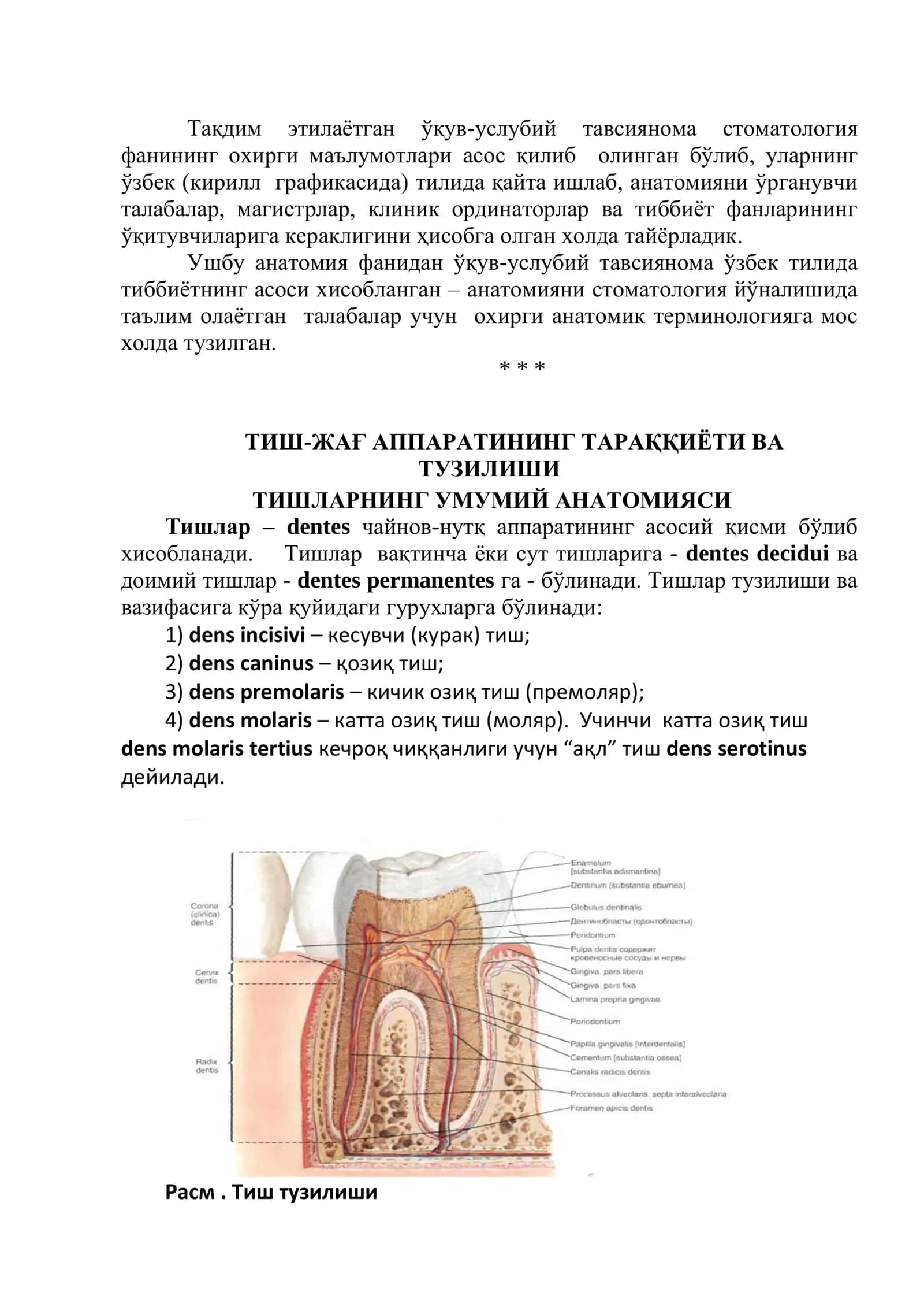 Tishlar anatomiyasi 2