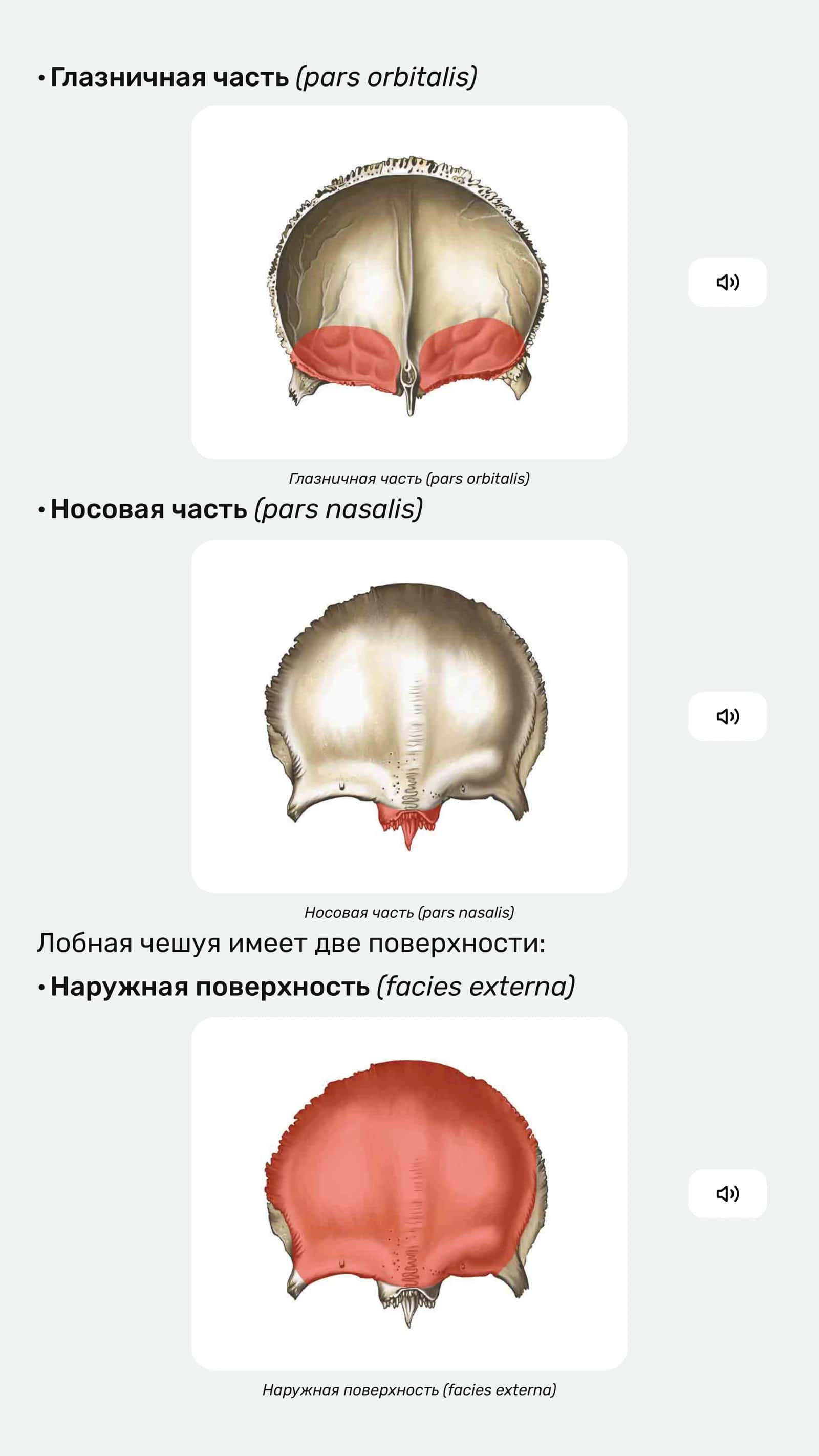 Лобная кость (os frontale) 2
