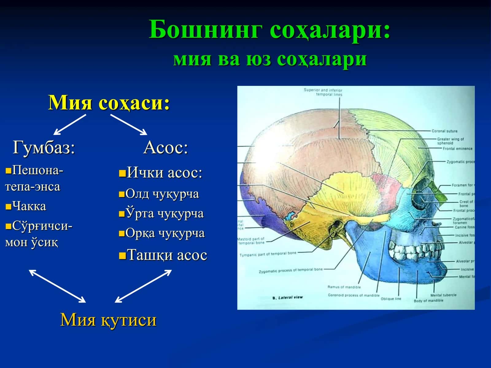 ЖАРРОҲЛИК АНАТОМИЯСИ 2