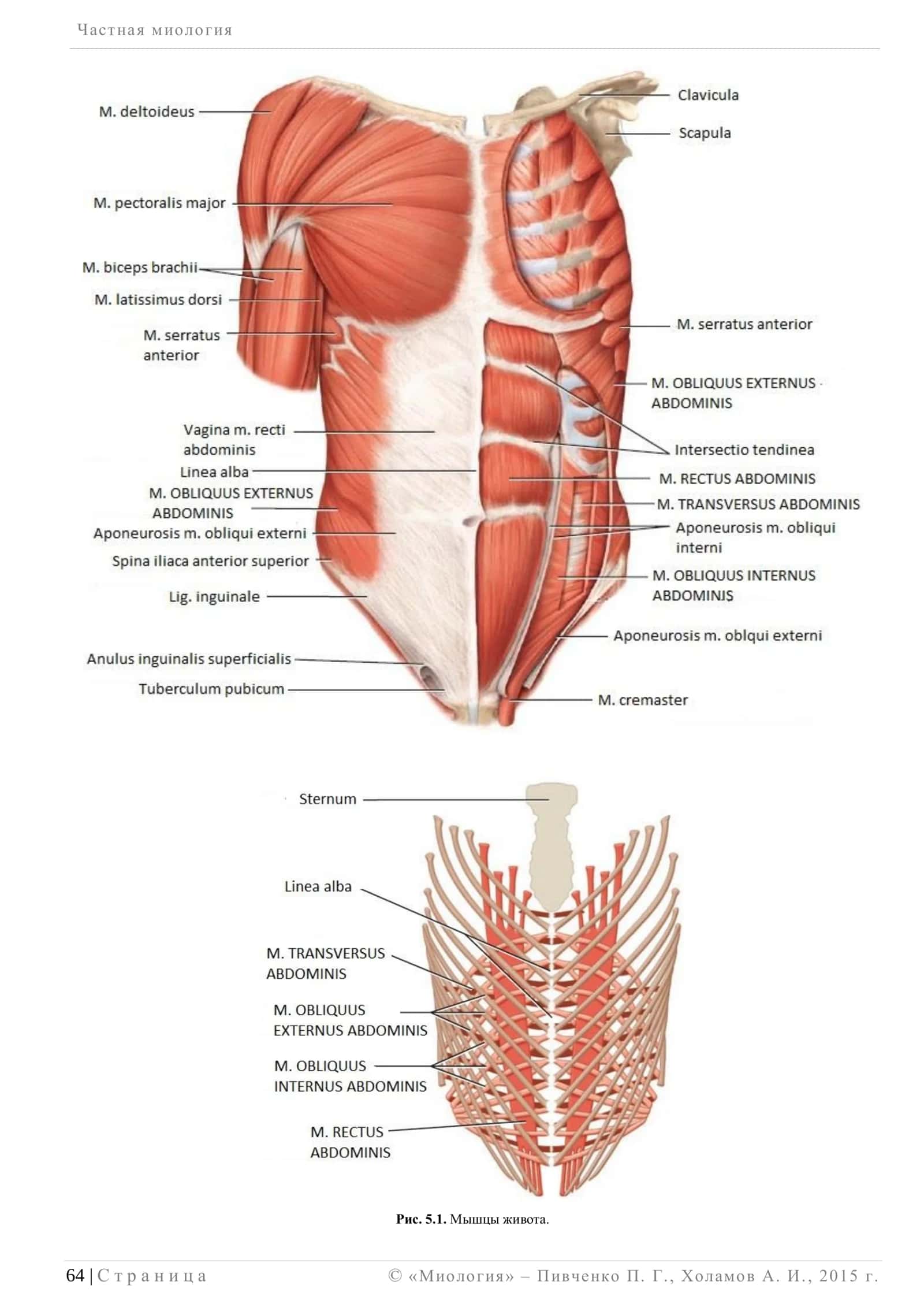 Частная миология 2