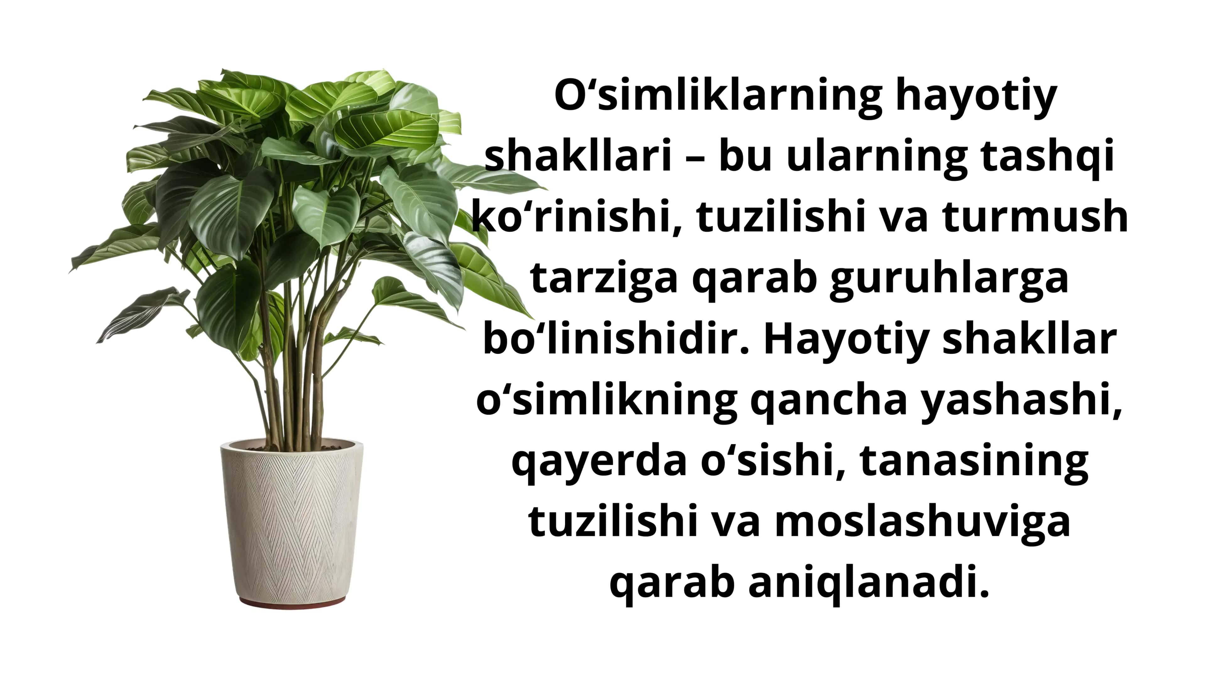O'simliklarning hayotiy shakllari. Tuban o'simliklar. Yuksak o'simliklar 2