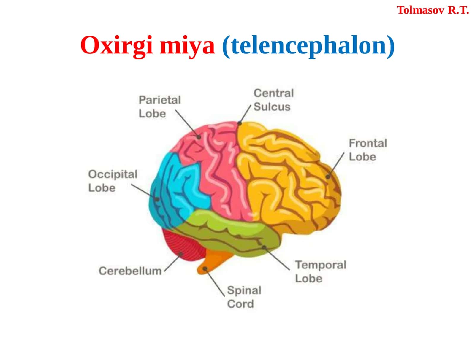 BOSH MIYA (ENCEPHALON) 2
