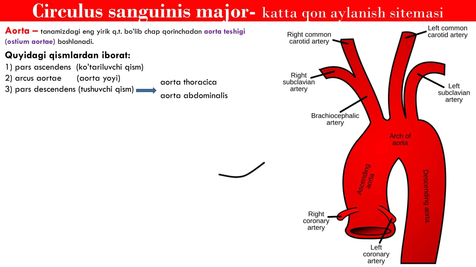 Katta qon aylanish Doirasi 2
