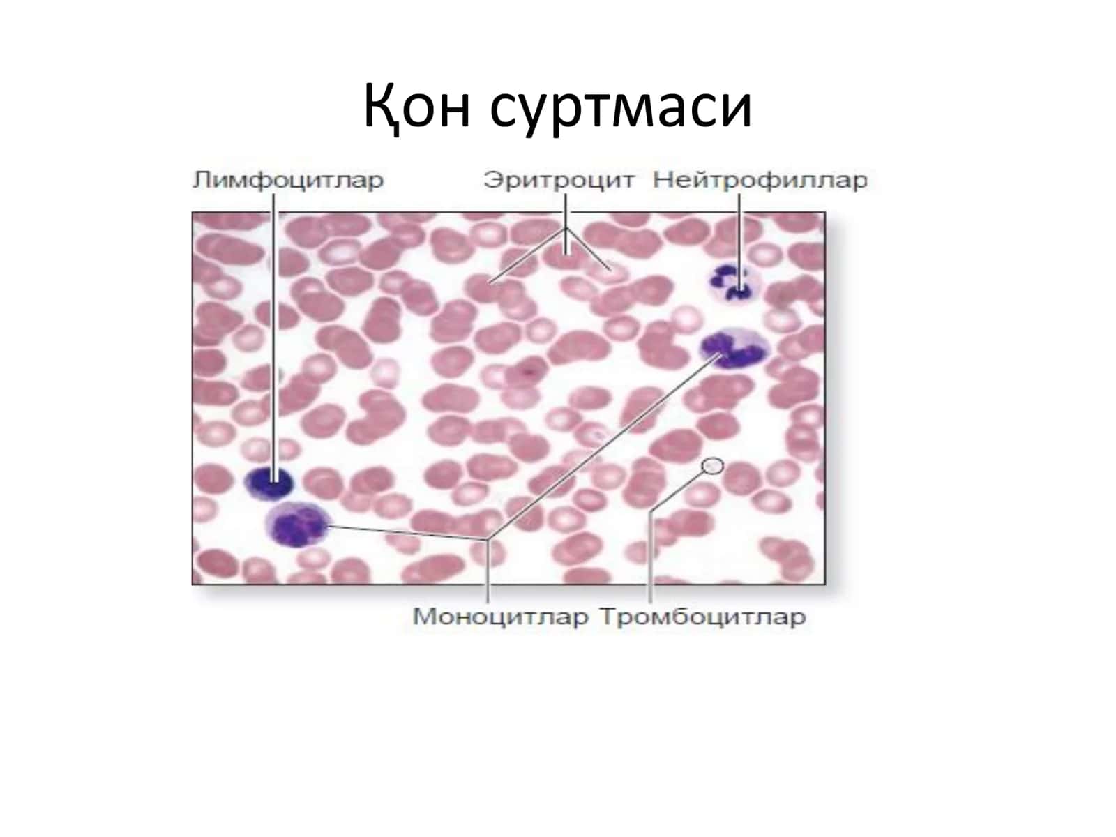 Лейкоцитлар 2
