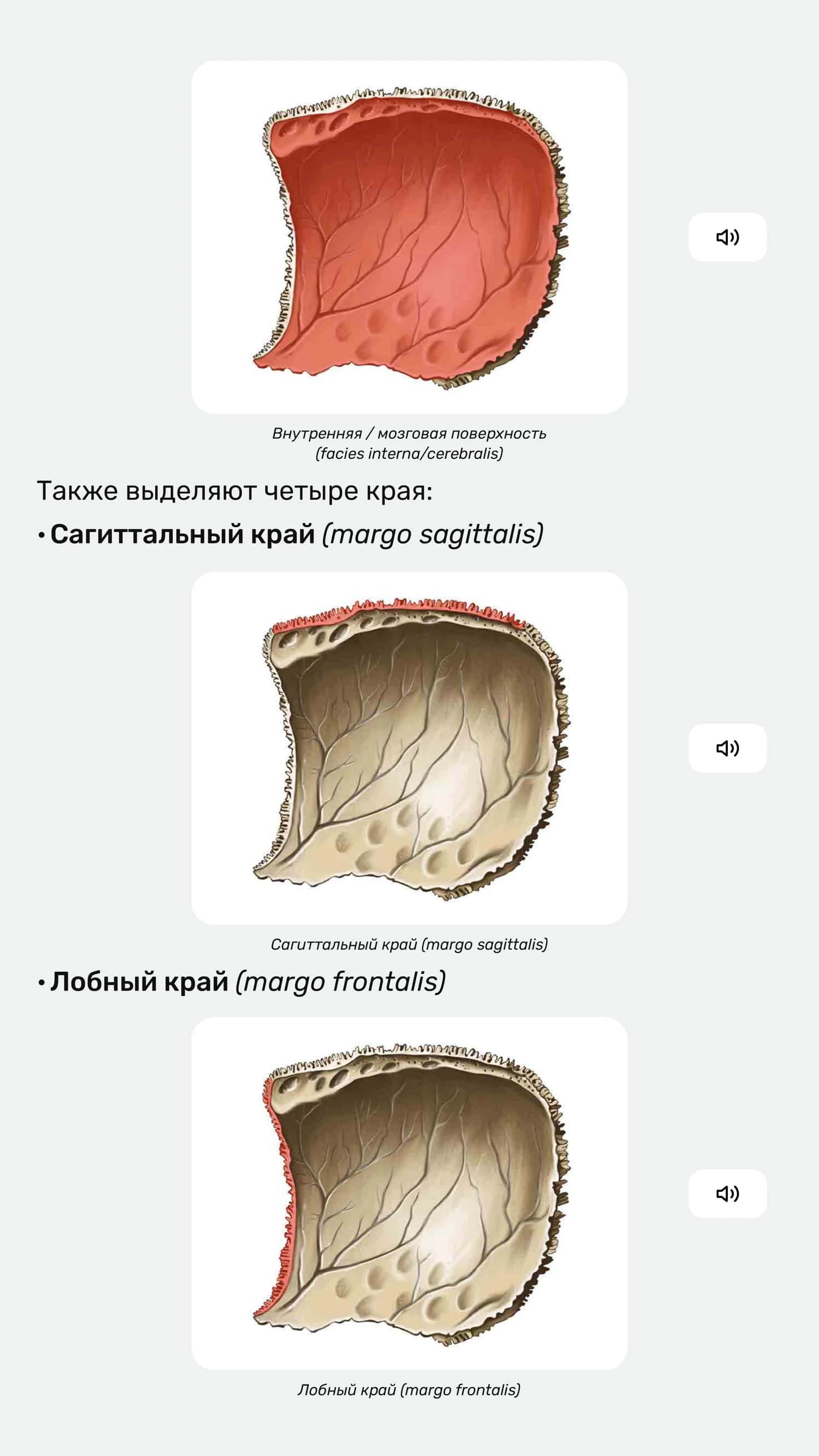 Анатомия теменной кости 2